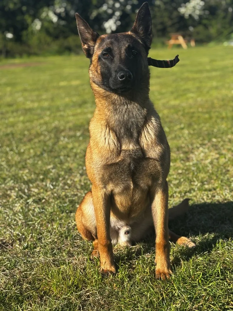 Dynamick9 Boston, Belgian Malinois